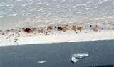 photos of Bed Bugs Under Skin