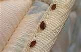 photos of Pictures Of Bed Bugs Rashes