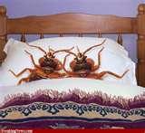images of Bed Bugs Now What