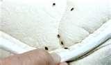 Bed Bugs Under Skin images
