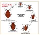 Pictures Of Bed Bugs Rashes photos