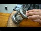 Bed Bugs Umg images