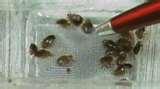 images of Bed Bugs Ctv Toronto