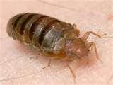 Bed Bugs Registry London photos