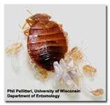 Bed Bugs Registry London images