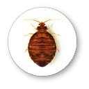 pictures of Bed Bugs Wounds