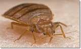 Bed Bugs Of America images