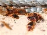 Bed Bugs Registry London pictures