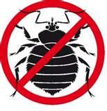 pictures of Bed Bugs Yuck