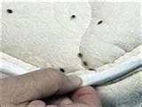 Bed Bugs Of America images