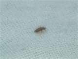 Bed Bugs Ctv Toronto pictures
