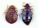 Bed Bugs Wounds pictures