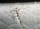 Bed Bugs Images Actual Size pictures
