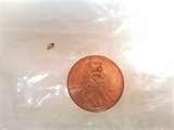 Bed Bugs Images Actual Size photos