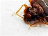 pictures of Bed Bugs Ddt 2010