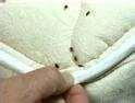Bed Bugs Images Actual Size photos