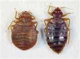 Bed Bugs Portland Oregon pictures