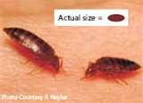 images of Bed Bugs Images Actual Size