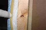 Bed Bugs Portland Oregon