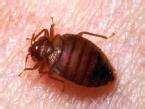 pictures of Bed Bugs Zoo