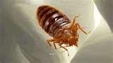Bed Bugs Ddt 2010 photos