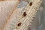 photos of Bed Bugs Economy