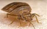 photos of Bed Bugs Portland Oregon