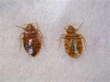 images of Bed Bugs Images Actual Size