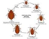 Bed Bugs Images Actual Size pictures