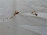 Bed Bugs Images Actual Size photos