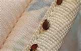 Bed Bugs Ddt 2010 images