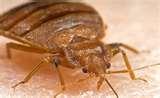 Bed Bugs Ddt 2010 pictures