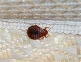 Bed Bugs Images Actual Size