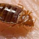 Bed Bugs Ddt 2010 pictures