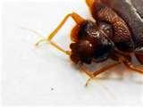 images of Bed Bugs Ddt 2010