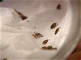 Bed Bugs Latest News photos