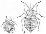 photos of Bed Bugs Ia