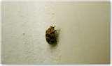 pictures of Bed Bugs Ia