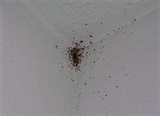 pictures of Www Bed Bugs Treatment