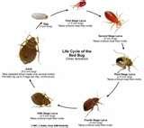 Bed Bugs Cycle Of Life pictures