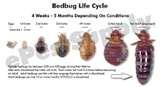 Bed Bugs Cycle Of Life