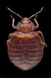 Bed Bugs Ia