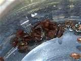 Bed Bugs Oregon pictures