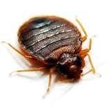 Bed Bugs Jump Do