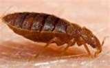 photos of Bed Bugs Elderly