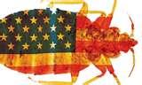 photos of Bed Bugs Yiddish