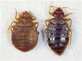 photos of Bed Bugs Jump Do