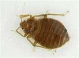 pictures of Bed Bugs Oregon