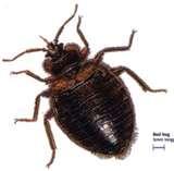 pictures of Bed Bugs Jump Do