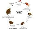 images of Bed Bugs Jump Do